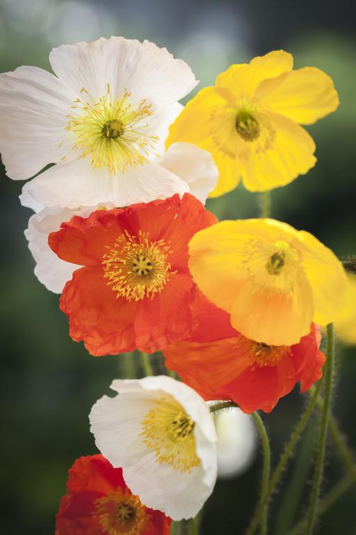 Papaver nudicaule, 'Wind Song', F2 Hybrid