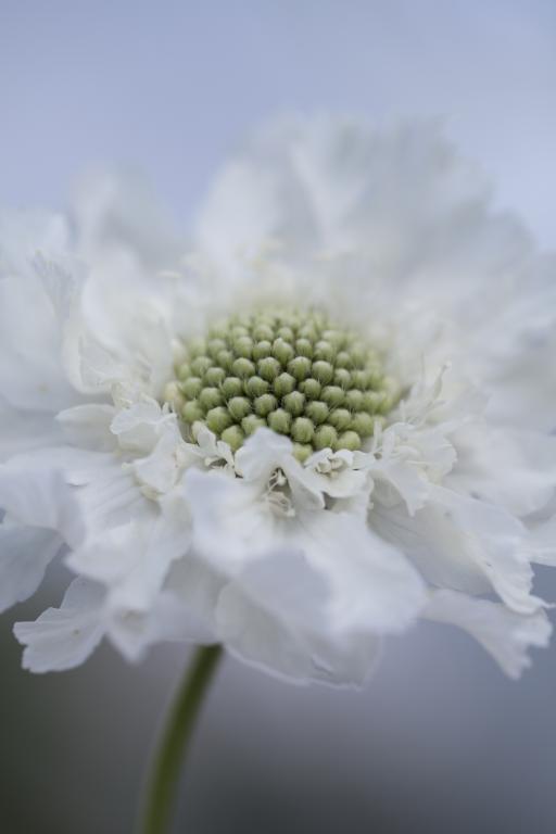 Scabiosa caucasica, 'Perfection White'