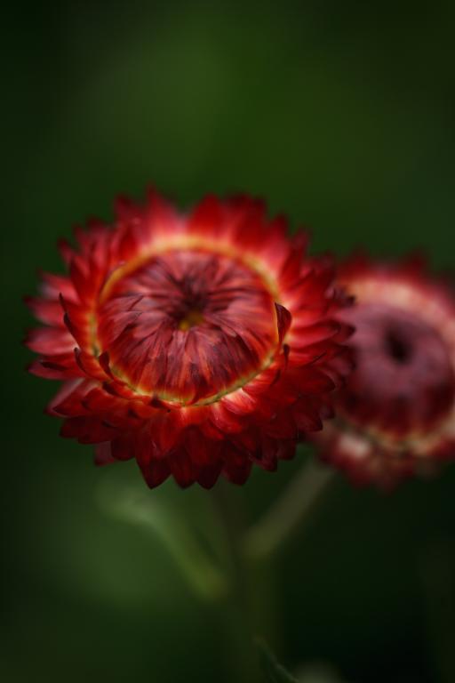 Helichrysum bracteatum, Scarlet
