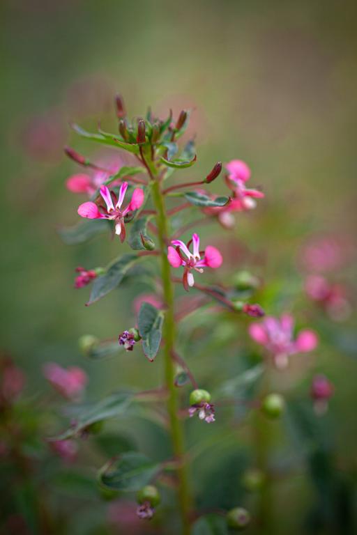 Lopezia racemosa