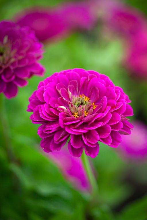 Zinnia elegans, 'Purple Prince'