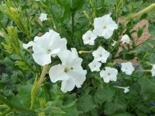 Nicotiana excelsior