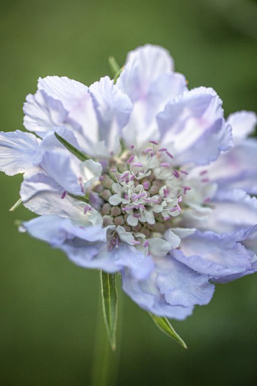 Scabiosa caucasica, 'Perfection Blue'