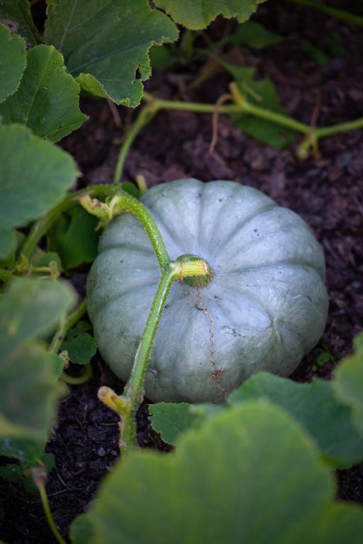Squash, 'Crown Prince', F1 Hybrid