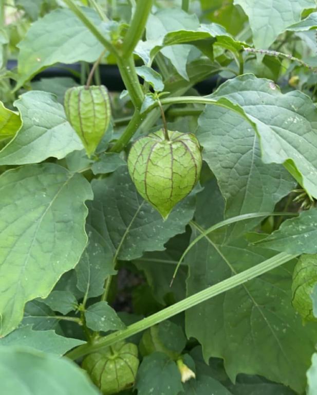 Tomatillo, 'Verdelino'
