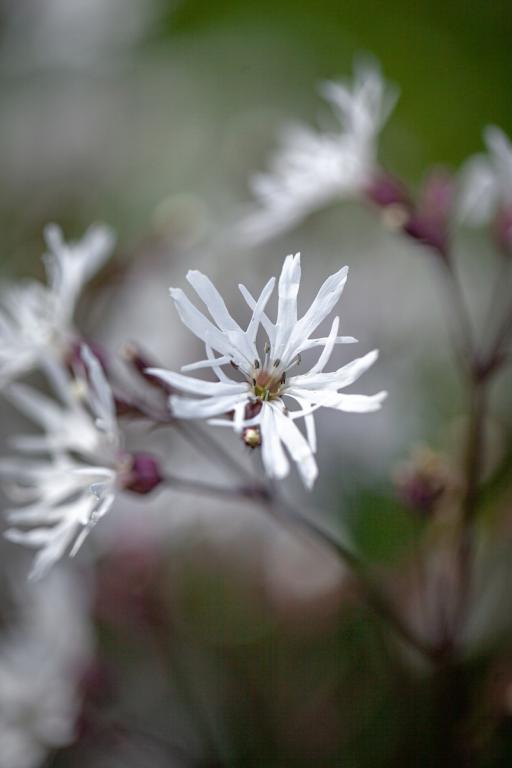 Lychnis flos-cuculi, 'White Robin'