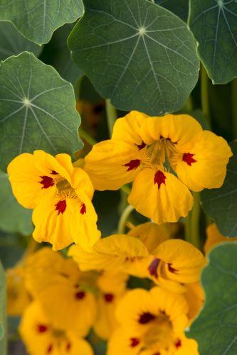 Tropaeolum minus, 'Ladybird'