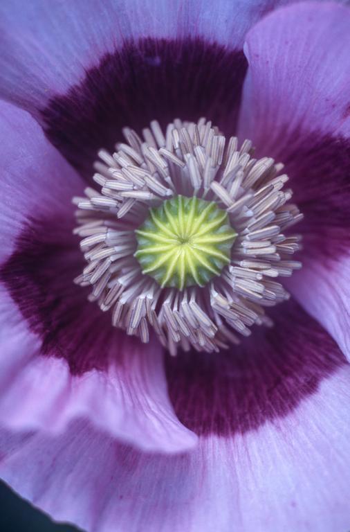 Papaver somniferum, 'Single Lilac'