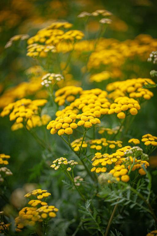 Tanacetum vulgare