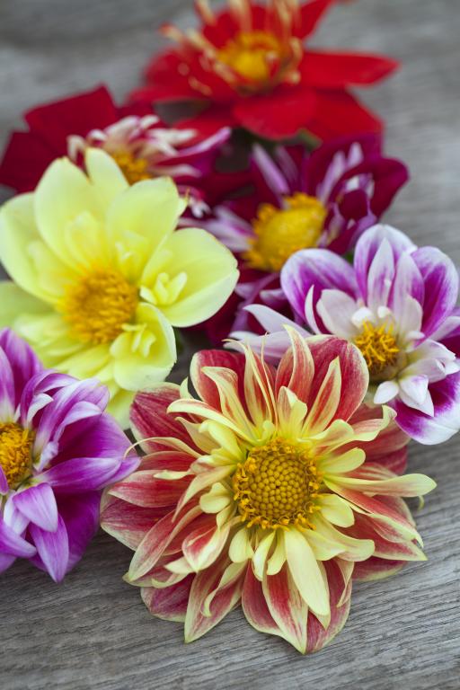 Dahlia, 'Dandy Improved Mix'