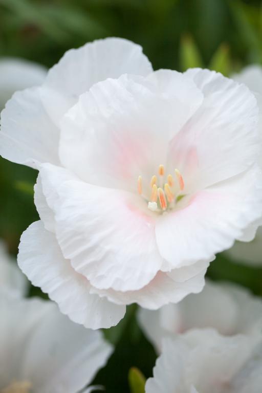 Clarkia amoena, 'Memoria'