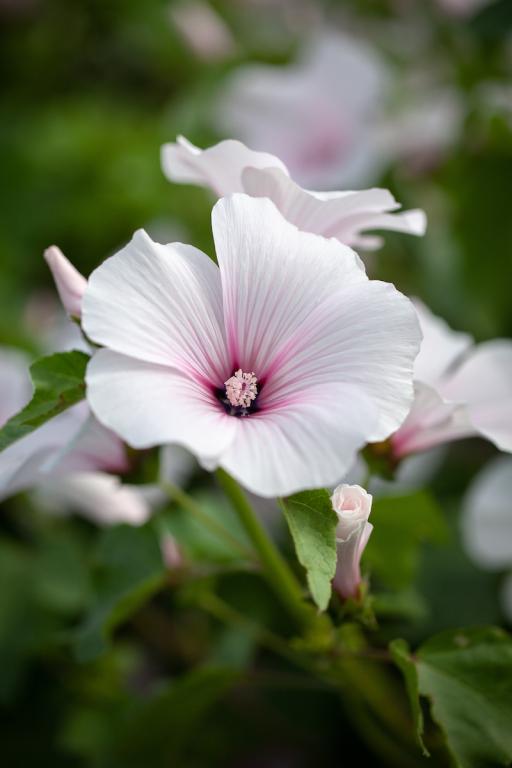 Lavatera trimestris, 'Dwarf Pink Blush'