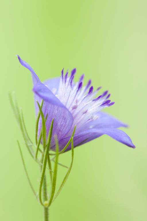 Nigella bucharica, 'Blue Stars'
