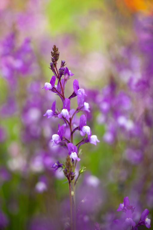 Linaria maroccana, 'Licilia Azure'