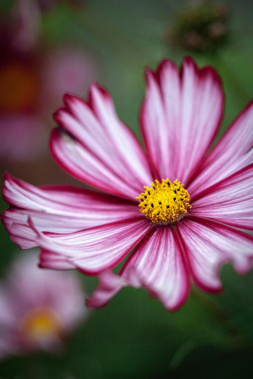 Cosmos bipinnatus, 'Velouette'