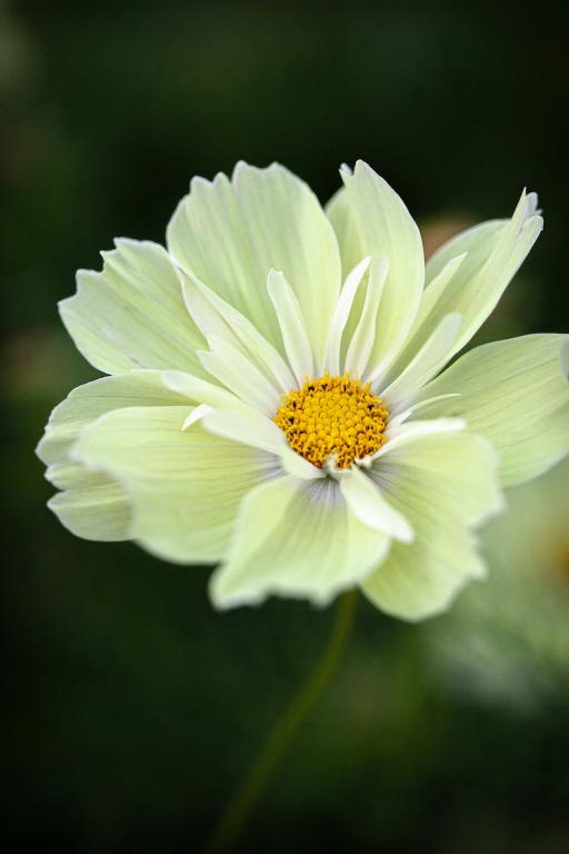 Cosmos bipinnatus, 'Xanthos'