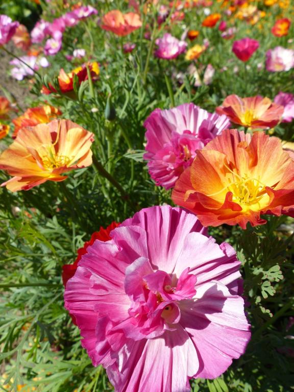 Eschscholzia californica, 'Jelly Beans'
