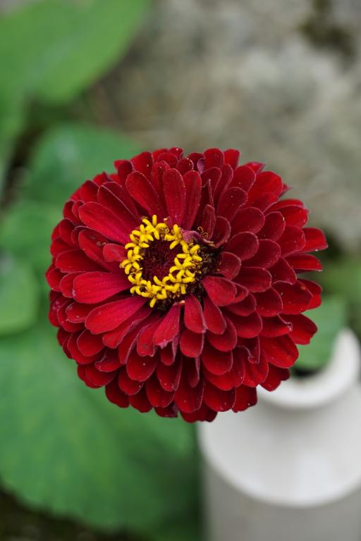 Zinnia elegans, 'Super Yoga Dark Red'