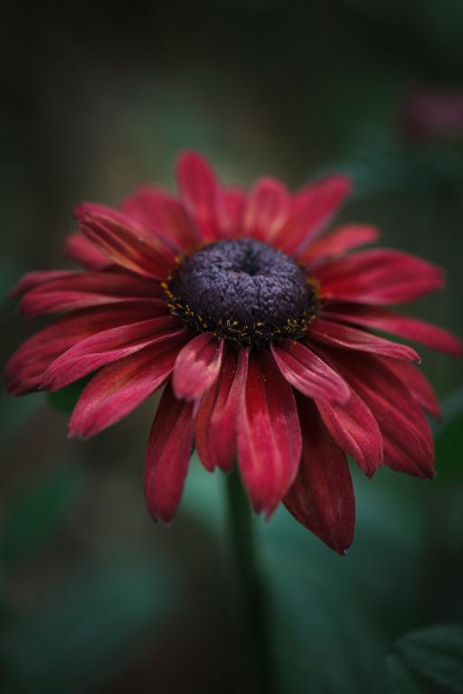 Rudbeckia hirta, 'Cherry Brandy'