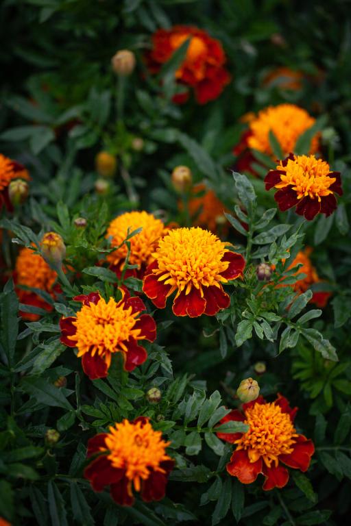 Tagetes patula, 'Tiger Eyes'