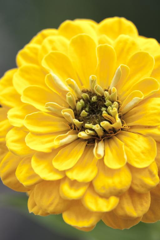 Zinnia elegans, 'Benary's Giant Golden Yellow'