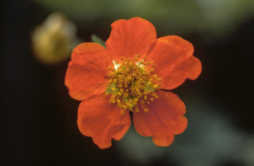Geum coccineum, 'Queen of Orange'