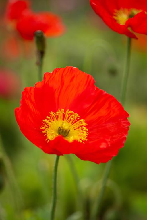 Papaver nudicaule, 'Red Sails'