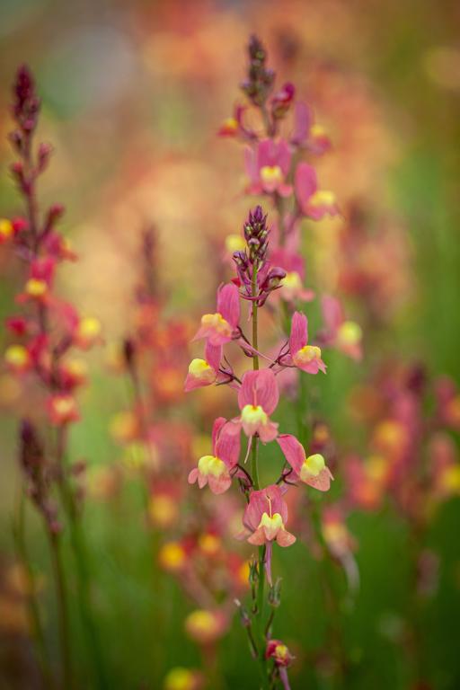 Linaria maroccana, 'Licilia Peach'