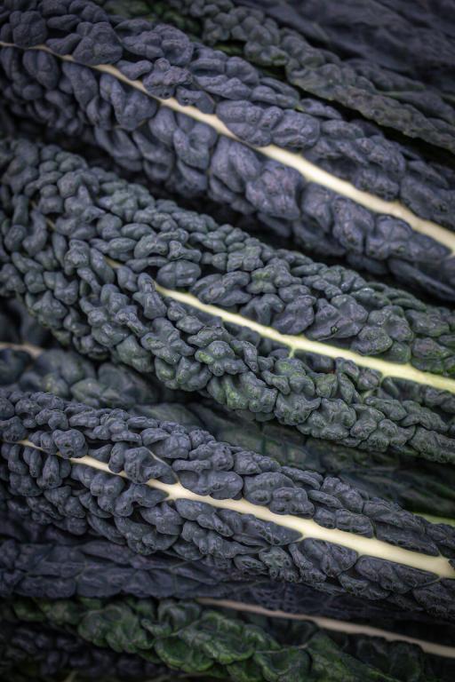Kale, Cavolo Nero, 'Black Magic'