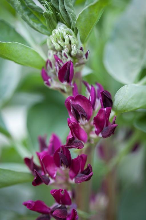Bean, Broad, 'Crimson-Flowered'