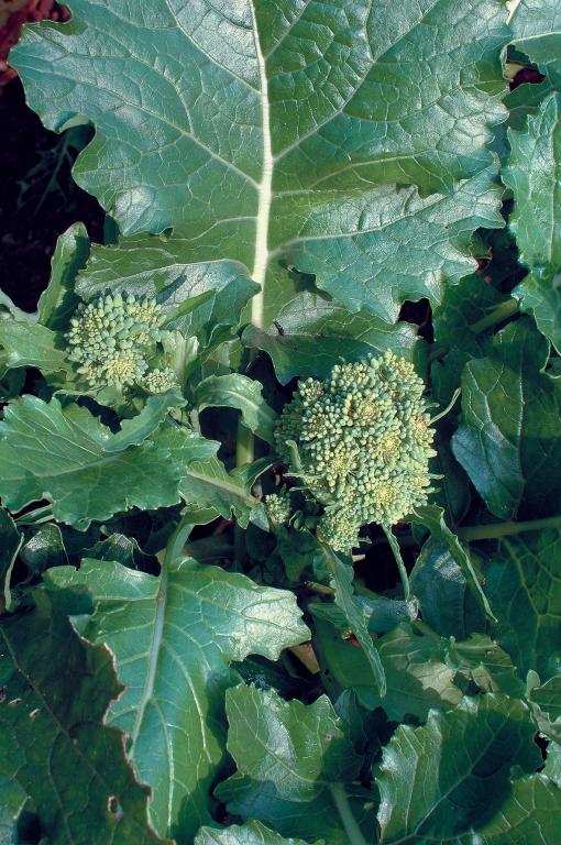Broccoli, Raab, 'Cima di Rapa'