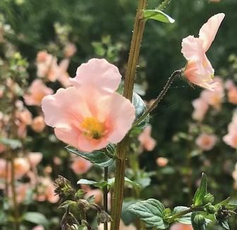 Alonsoa meridionalis, 'Salmon Beauty'