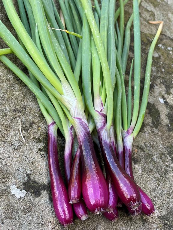 Onion, Salad & Bunching, 'Apache'