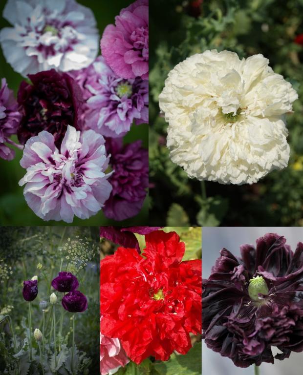 Papaver somniferum Mixed Varieties