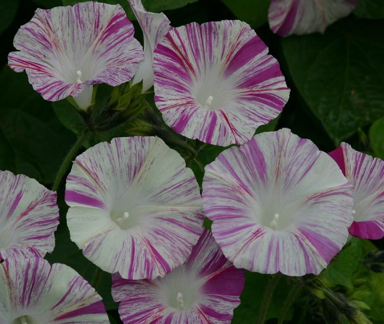 Ipomoea purpurea, 'Venice Pink'