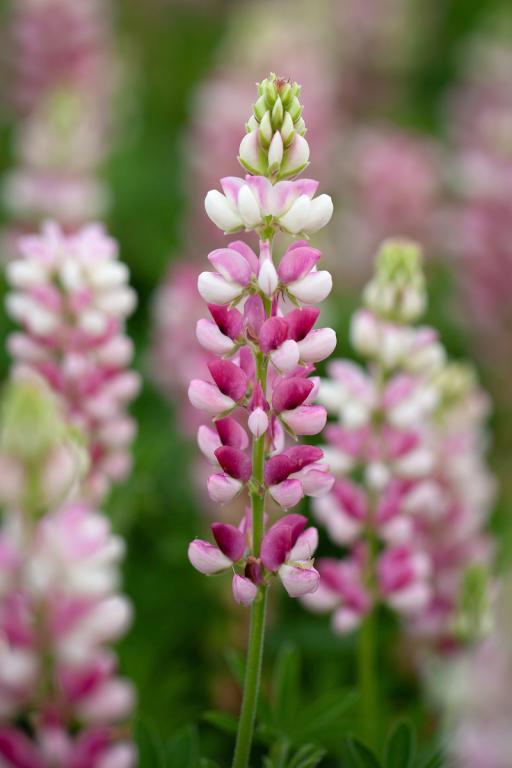 Lupinus hartwegii, 'Avalune Red-White'