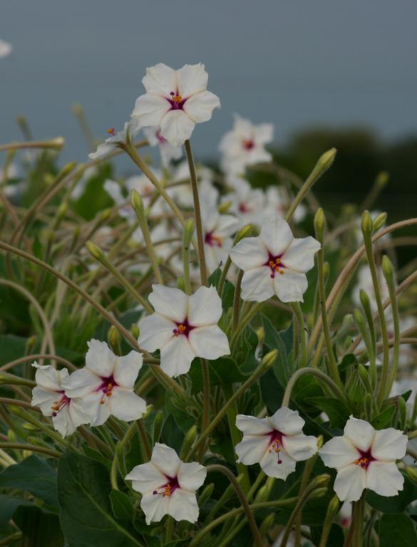 Mirabilis longiflora, 'Angel Trumpets'