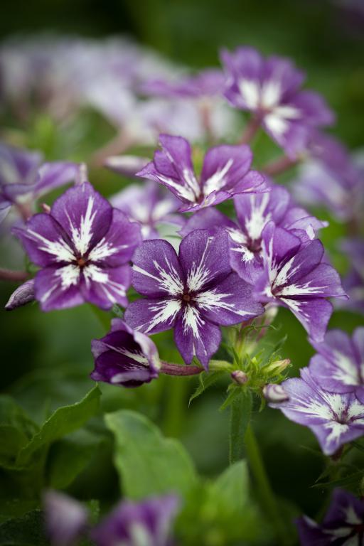 Phlox drummondii grandiflora, 'Sugar Stars'