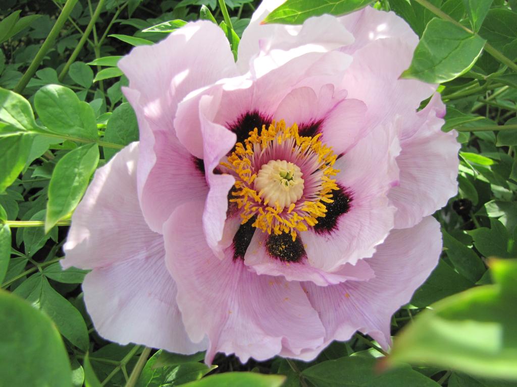 Paeonia rockii hybrid