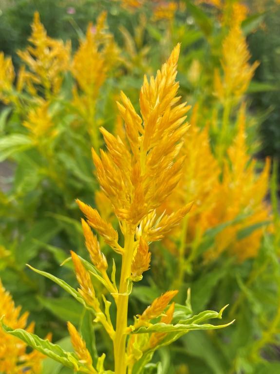 Celosia plumosa, 'Golden Plume'
