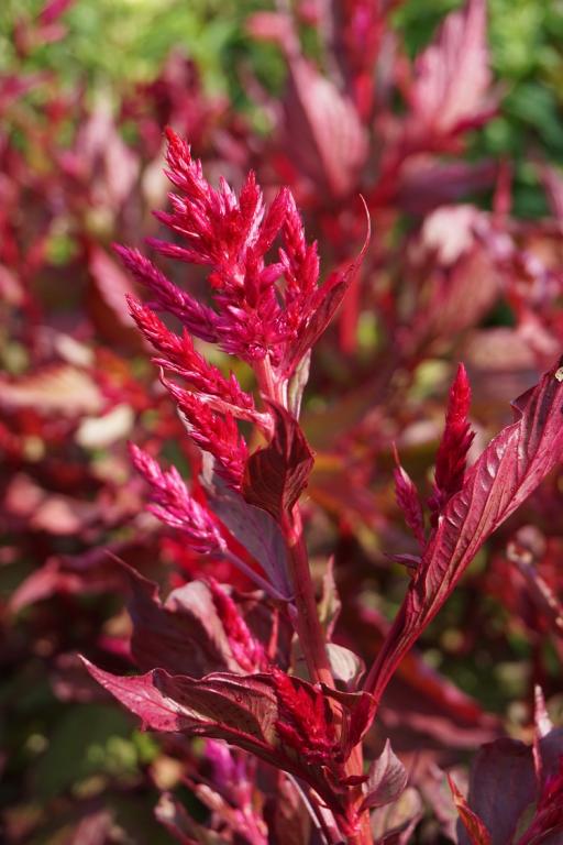 Celosia plumosa, 'Scarlet Plume'