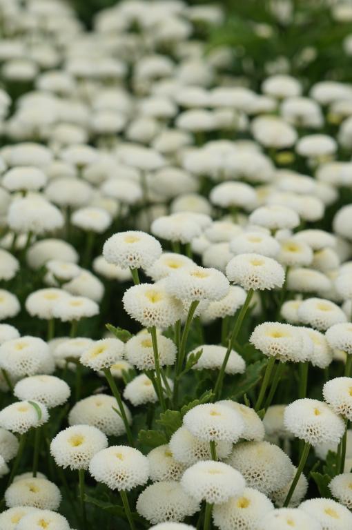 Tanacetum parthenium, 'Snowball'