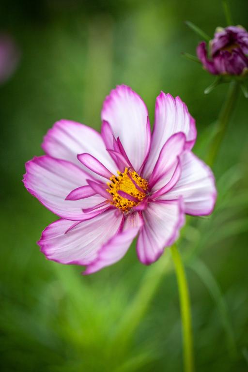 Cosmos bipinnatus, 'Fizzy Rose Picotee'