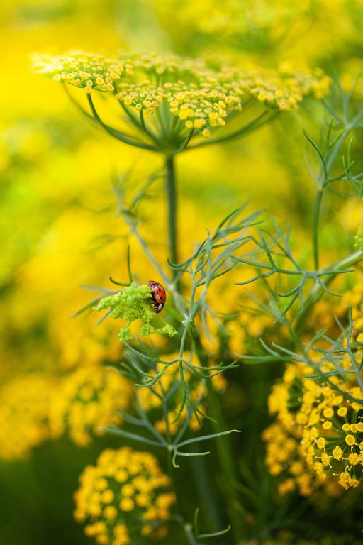 Anethum graveolens, 'Mariska'