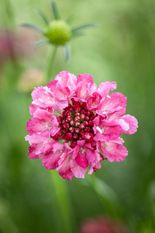 Scabiosa atropurpurea, 'Salmon Queen'