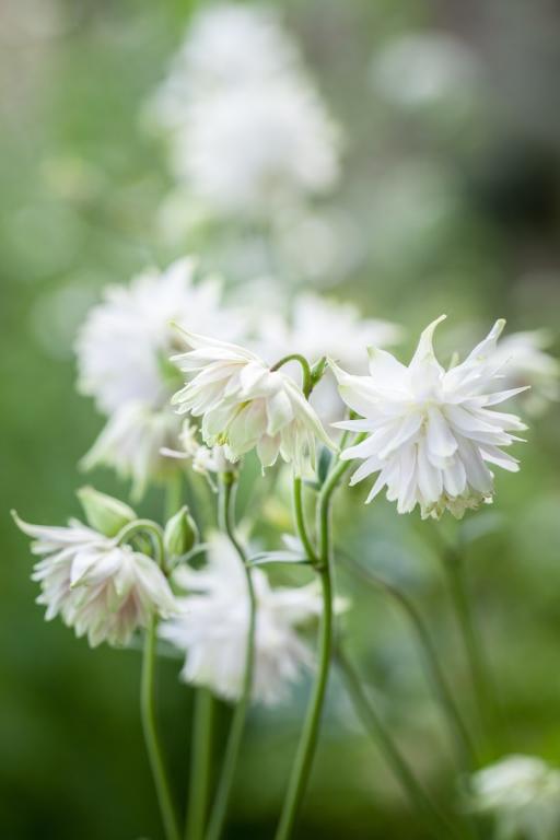 Aquilegia vulgaris var. stellata, 'White Barlow'