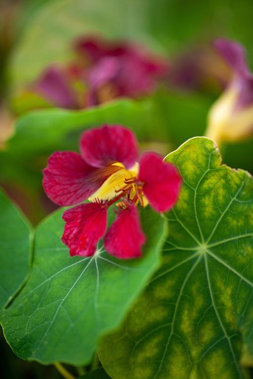 Tropaeolum majus, 'Purple Emperor'