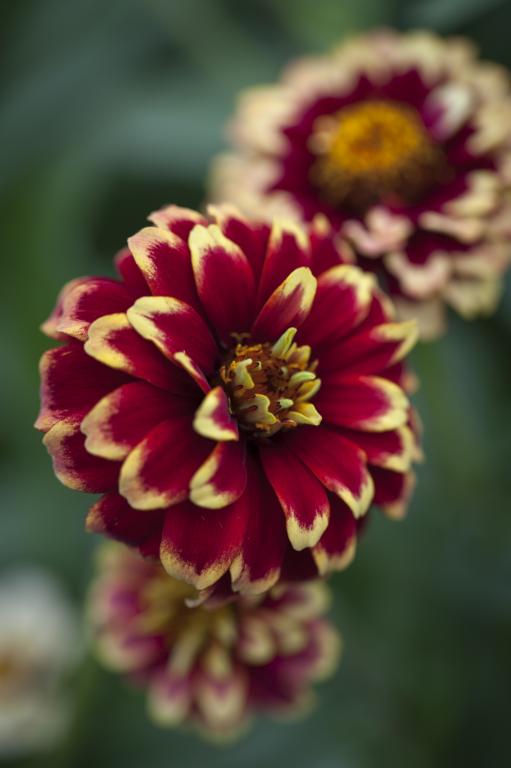 Zinnia haageana, 'Jazzy Mixture'