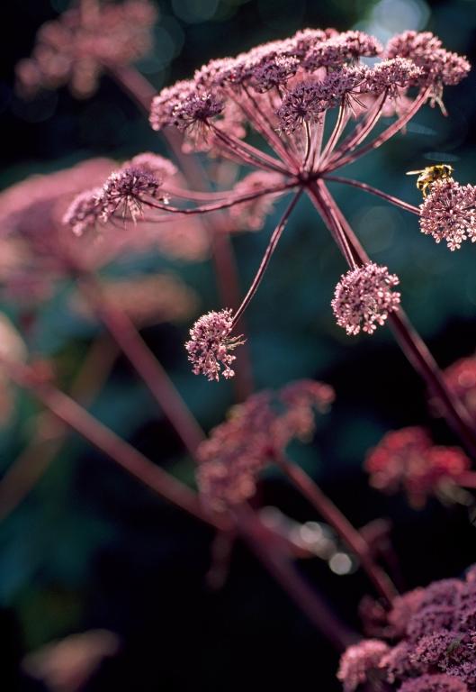 Angelica sylvestris purpurea, 'Vicar's Mead'