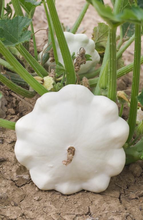 Squash, 'Disco'